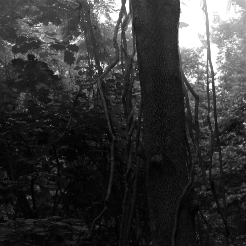 dark misty tree lg